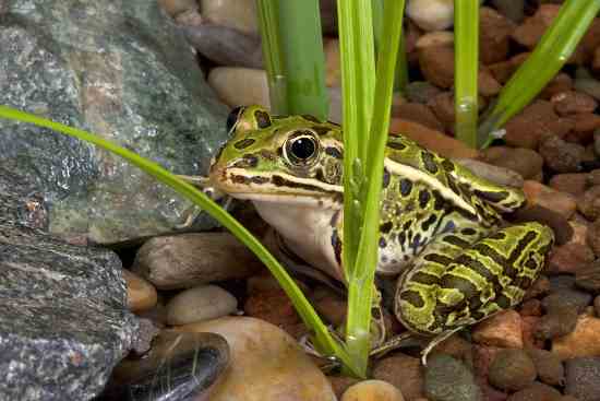 Herbicides Damage the Reproductive Health of Leopard Frogs